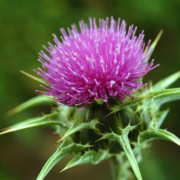 Изображение товара Milk Thistle Silymarin 100caps